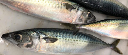 Mackeral