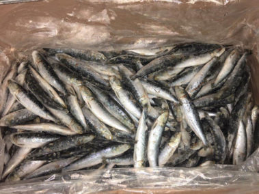 Sardines